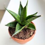 Sansewieria / Sansevieria Pagodah Dark - obrazek 3