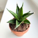 Sansewieria / Sansevieria Pagodah Dark - obrazek 5