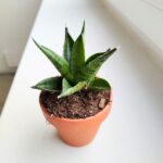 Sansewieria / Sansevieria Pagodah Dark - obrazek 4