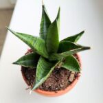 Sansewieria / Sansevieria Pagodah Dark