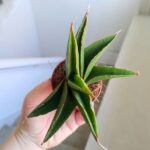 Sansevieria / Sansewieria Twist - obrazek 5