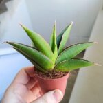 Sansevieria / Sansewieria Twist - obrazek 4