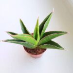Sansevieria / Sansewieria Twist - obrazek 3