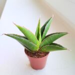 Sansevieria / Sansewieria Twist