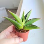Sansevieria / Sansewieria Twist - obrazek 6