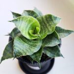 Sansevieria / Sansewieria Star Mini Marble