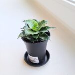 Sansevieria / Sansewieria Star Mini Marble - obrazek 3