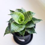 Sansevieria / Sansewieria Star Mini Marble - obrazek 2