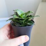 Sansevieria / Sansewieria Star Mini Marble - obrazek 6