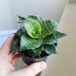Sansevieria / Sansewieria Star Mini Marble - obrazek 5