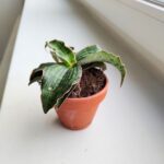 Sansewieria / Sansevieria Cleopatra - obrazek 2