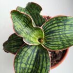 Sansewieria / Sansevieria Cleopatra