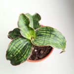 Sansewieria / Sansevieria Cleopatra - obrazek 6