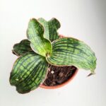 Sansewieria / Sansevieria Cleopatra - obrazek 5