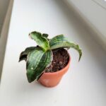 Sansewieria / Sansevieria Cleopatra - obrazek 4