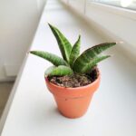 Sansewieria / Sansevieria Marscha Anjani - obrazek 2