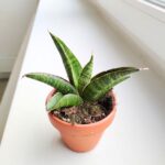 Sansewieria / Sansevieria Marscha Anjani - obrazek 5