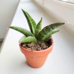 Sansewieria / Sansevieria Marscha Anjani - obrazek 4