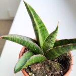 Sansewieria / Sansevieria Marscha Anjani