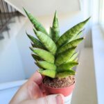 Sansevieria / Sansewieria Pineapple - obrazek 2