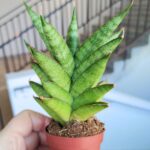 Sansevieria / Sansewieria Pineapple - obrazek 8