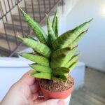 Sansevieria / Sansewieria Pineapple - obrazek 7