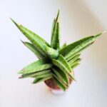 Sansevieria / Sansewieria Pineapple - obrazek 6