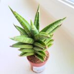 Sansevieria / Sansewieria Pineapple