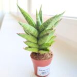 Sansevieria / Sansewieria Pineapple - obrazek 4