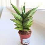 Sansevieria / Sansewieria Pineapple - obrazek 3