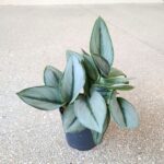 Scindapsus moonlight - obrazek 8