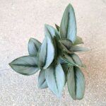 Scindapsus moonlight - obrazek 7