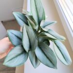 Scindapsus moonlight