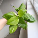 Scindapsus RUBICON - obrazek 2