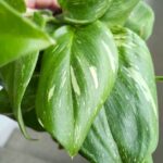 Scindapsus RUBICON - obrazek 3