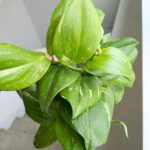 Scindapsus RUBICON - obrazek 8