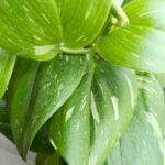 Scindapsus RUBICON - obrazek 9