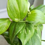 Scindapsus RUBICON - obrazek 10