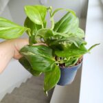 Scindapsus RUBICON - obrazek 11
