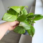 Scindapsus RUBICON - obrazek 7