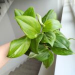 Scindapsus RUBICON