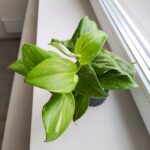 Scindapsus RUBICON - obrazek 5