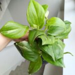 Scindapsus RUBICON - obrazek 4