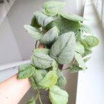Scindapsus SILVER HERO