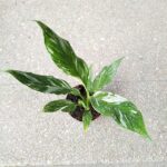 Skrzydłokwiat / Spathiphyllum wallisi Variegata - obrazek 5