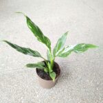 Skrzydłokwiat / Spathiphyllum wallisi Variegata - obrazek 8