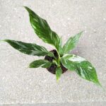 Skrzydłokwiat / Spathiphyllum wallisi Variegata - obrazek 2