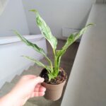 Skrzydłokwiat / Spathiphyllum wallisi Variegata - obrazek 12