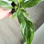 Skrzydłokwiat / Spathiphyllum wallisi Variegata - obrazek 11