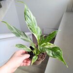 Skrzydłokwiat / Spathiphyllum wallisi Variegata - obrazek 9